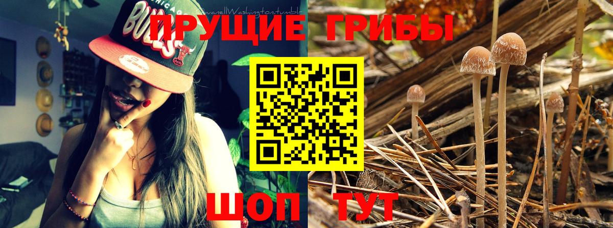 Ялуторовск  Псилоцибиновые грибы Psilocybe  Вход с VPN 